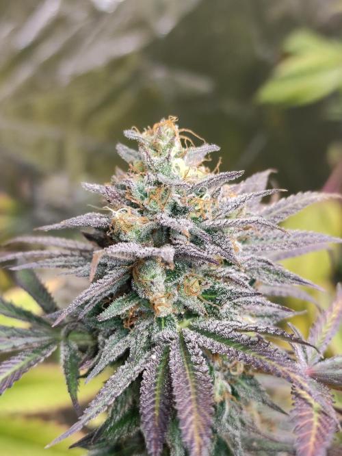 Red tropicana cookies. Week 12