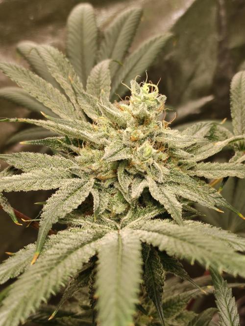 Pink Banana Runtz. Week 9