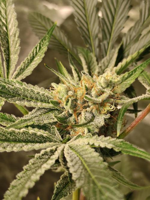 Pink Banana Runtz. Week 9