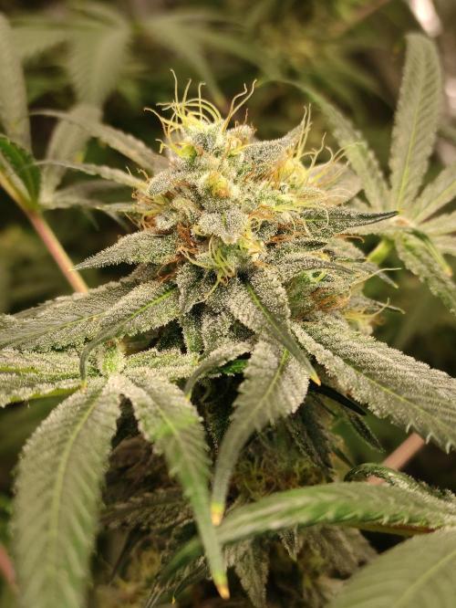 Pink Banana Runtz. Week 9