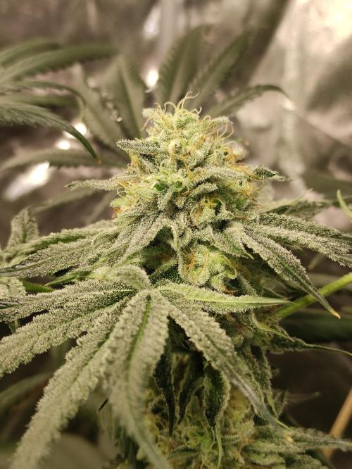 Pink Banana Runtz. Week 9