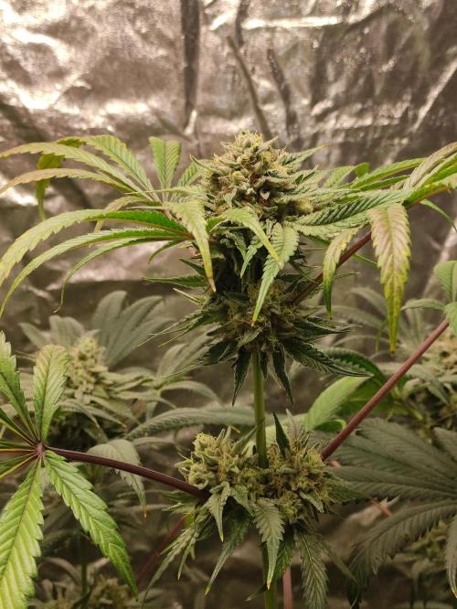 Pink Banana Runtz. Week 9