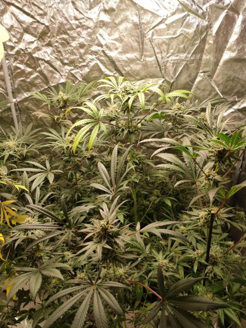 Pink Banana Runtz. Week 9