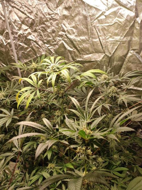 Pink Banana Runtz. Week 9