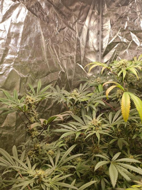 Pink Banana Runtz. Week 9