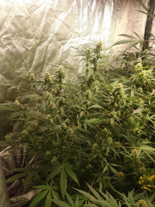 Pineapple Pulse. Week 8