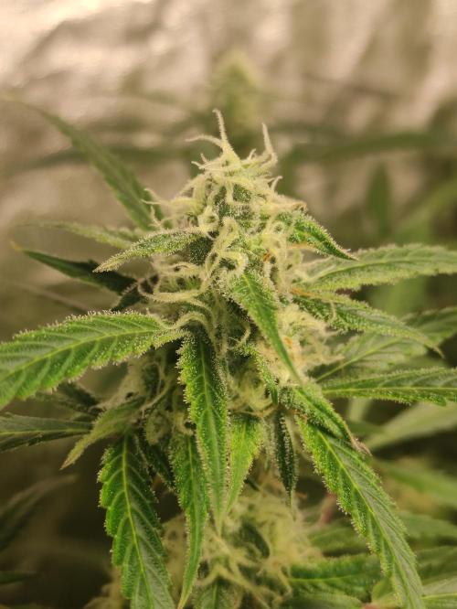 Pineapple Pulse. Week 8