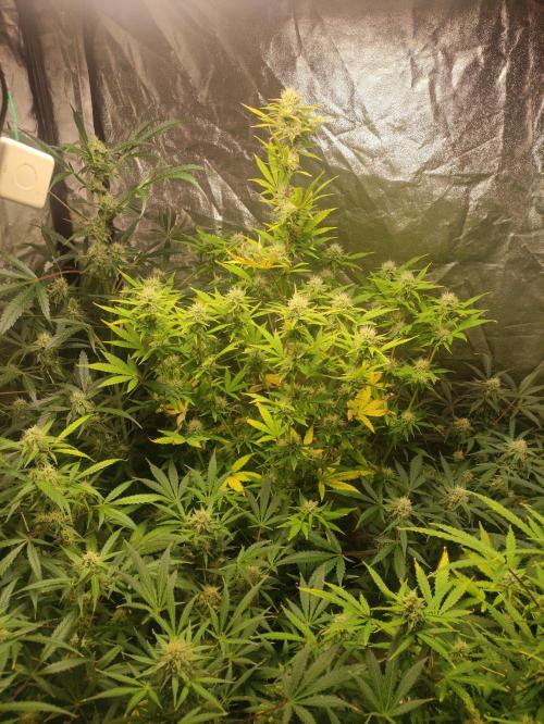 Fumepop Auto. Week 8