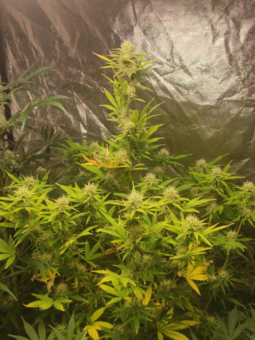 Fumepop Auto. Week 8