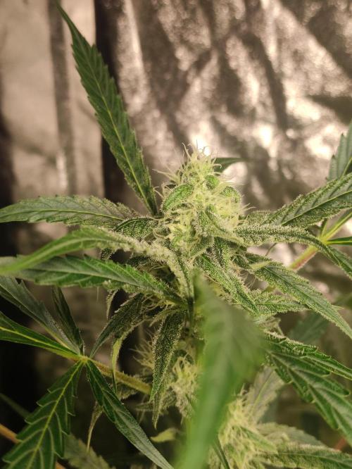 Fumepop Auto. Week 8