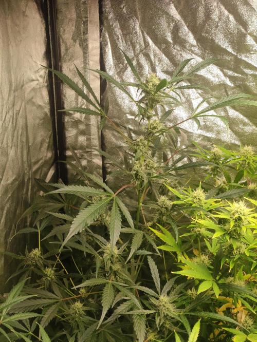 Fumepop Auto. Week 8