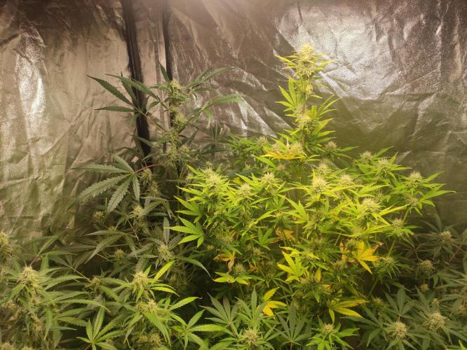 Fumepop Auto. Week 8