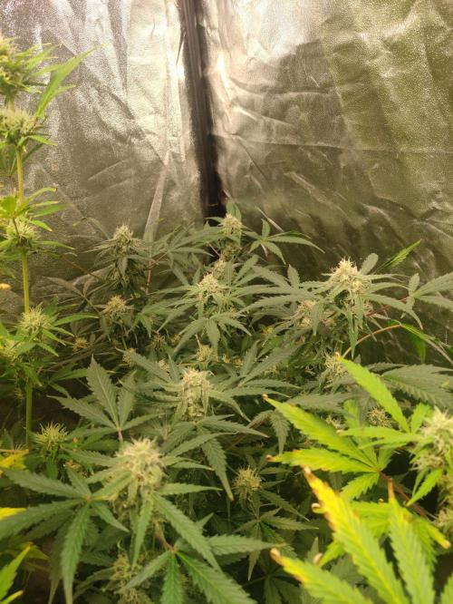 Fumepop Auto. Week 8