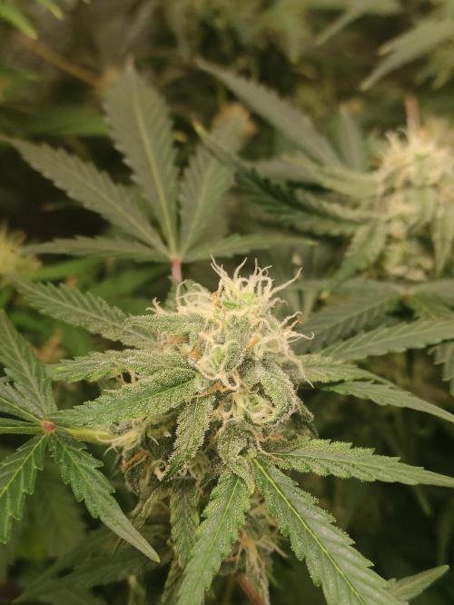 Fumepop Auto. Week 8