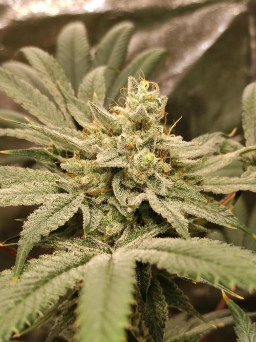 Pink Banana Runtz. Week 10