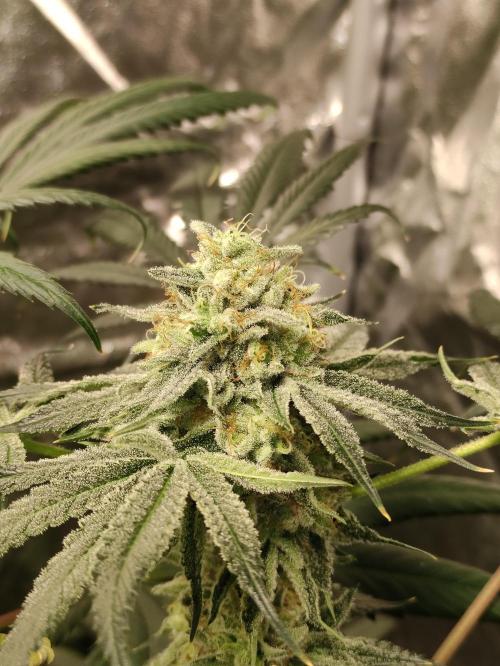 Pink Banana Runtz. Week 10