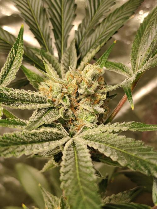 Pink Banana Runtz. Week 10