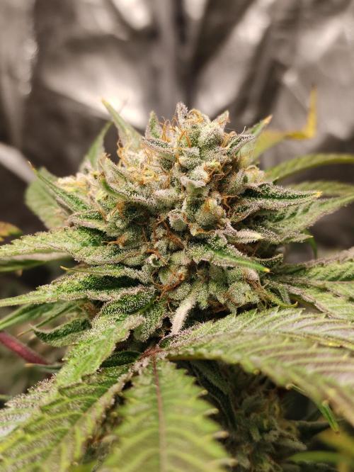 Pink Banana Runtz. Week 10