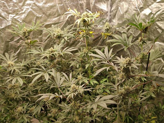 Pink Banana Runtz. Week 10