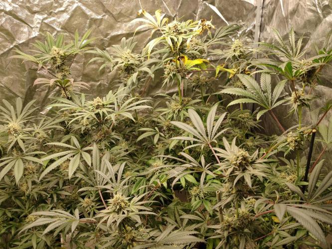 Pink Banana Runtz. Week 10