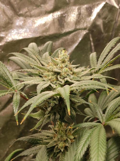 Pink Banana Runtz. Week 10