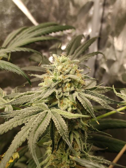 Pink Banana Runtz. Week 10