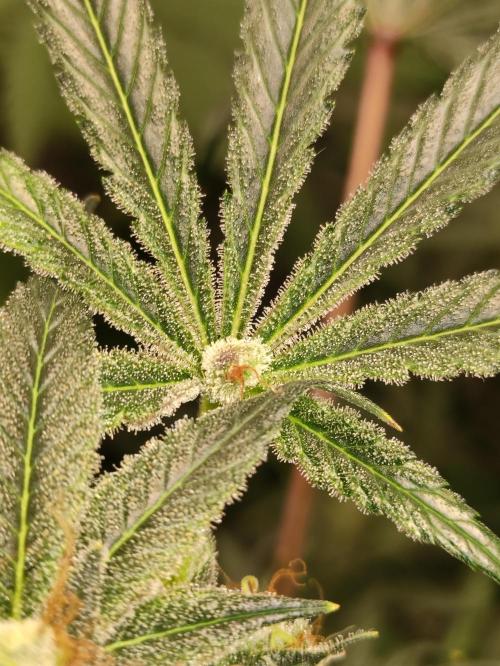 Pink Banana Runtz. Week 10