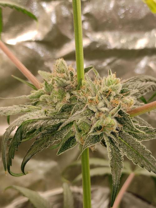 Pink Banana Runtz. Week 10