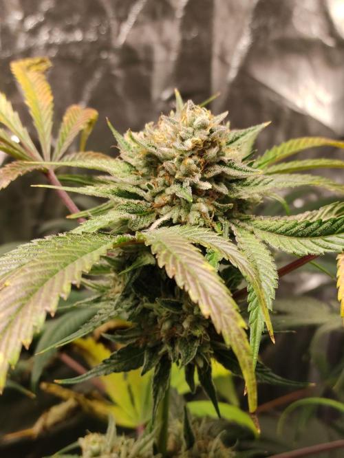 Pink Banana Runtz. Week 10