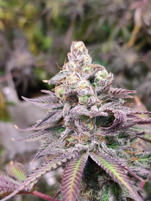 Red tropicana cookies. Week 13