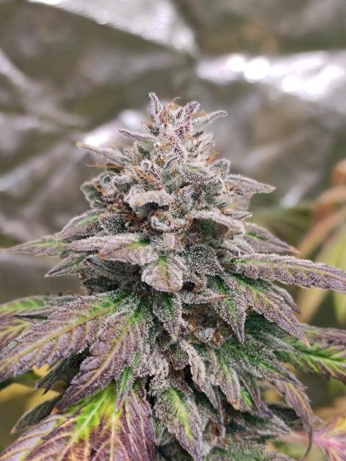 Red tropicana cookies. Week 13