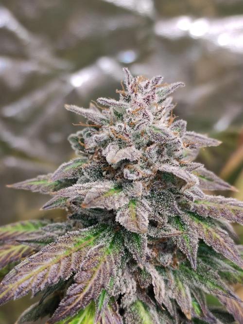 Red tropicana cookies. Week 13