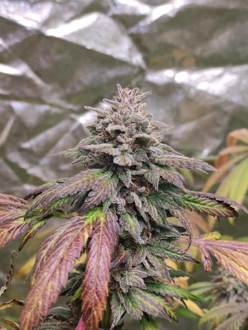 Red tropicana cookies. Week 13