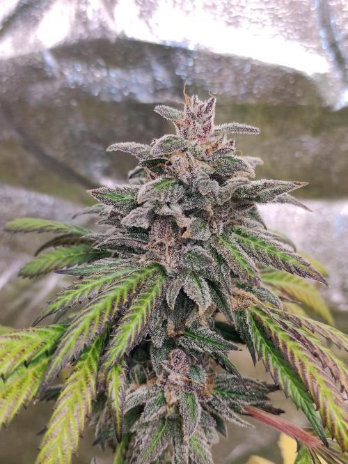 Red tropicana cookies. Week 13