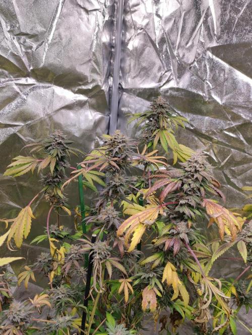 Red tropicana cookies. Week 13