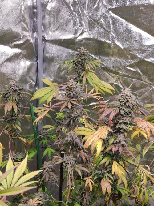 Red tropicana cookies. Week 13