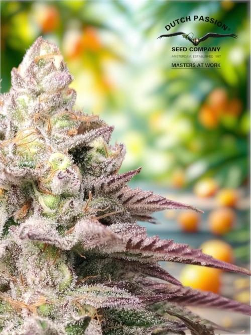 Red tropicana cookies. Week 13