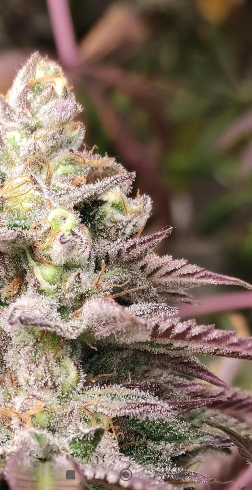 Red tropicana cookies. Week 13