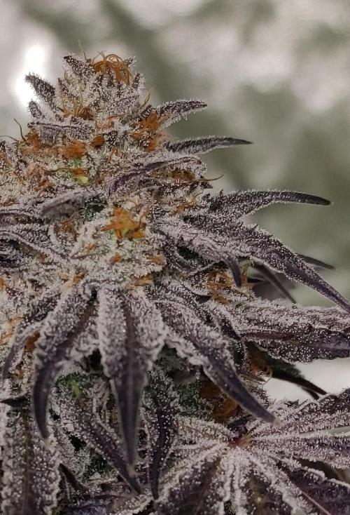 Frozen Biscotti. Week 13