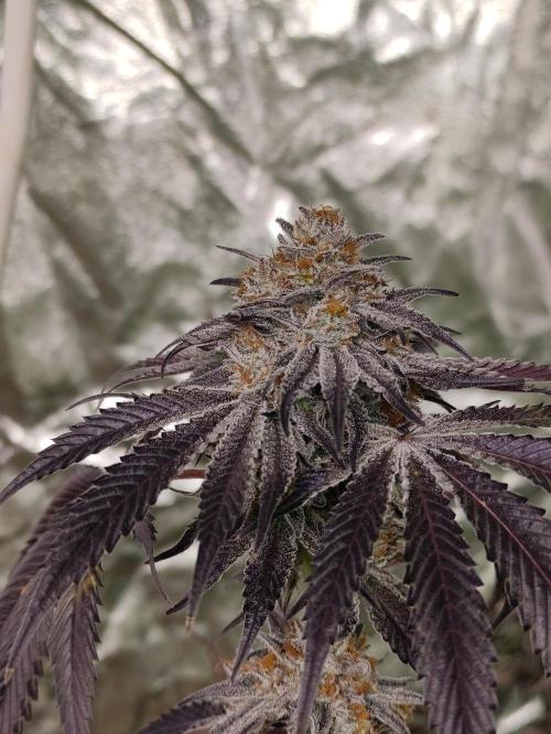 Frozen Biscotti. Week 13