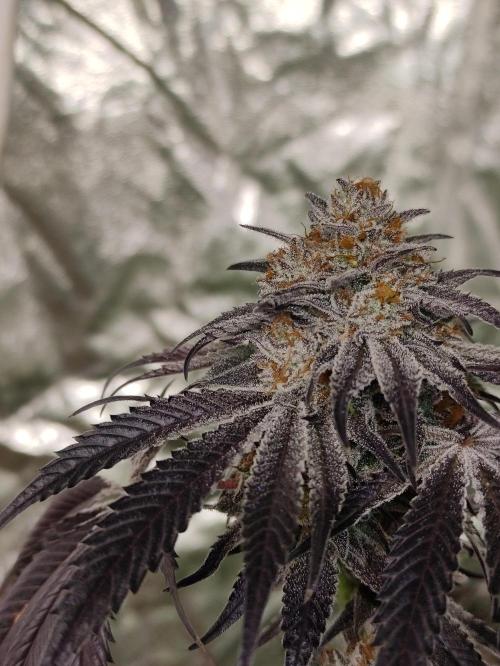 Frozen Biscotti. Week 13