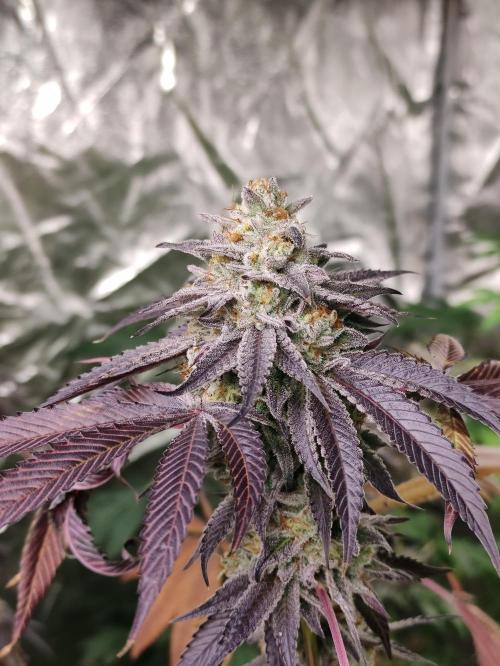 Frozen Biscotti. Week 13