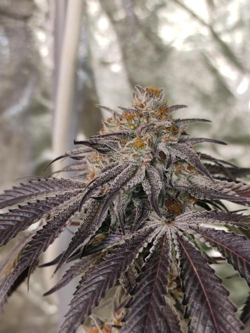 Frozen Biscotti. Week 13