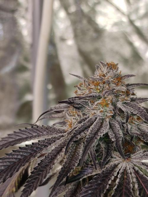 Frozen Biscotti. Week 13