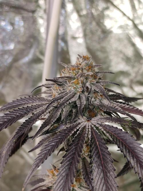 Frozen Biscotti. Week 13