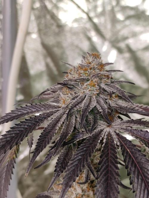 Frozen Biscotti. Week 13