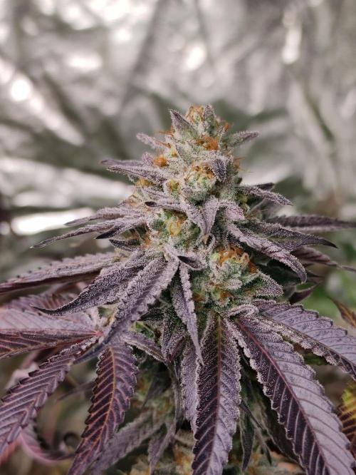 Frozen Biscotti. Week 13