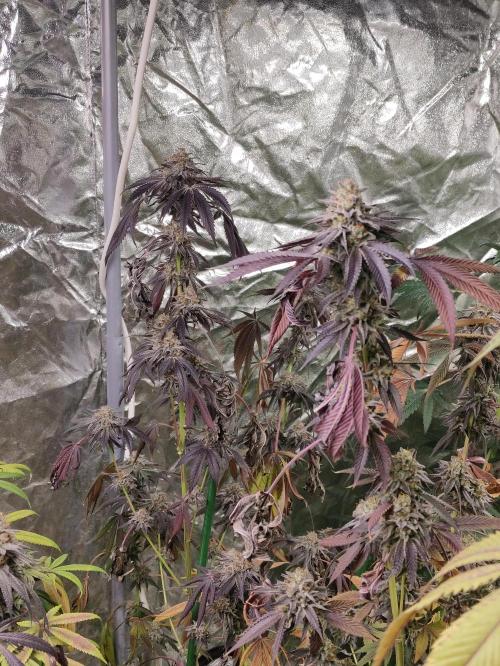 Frozen Biscotti. Week 13