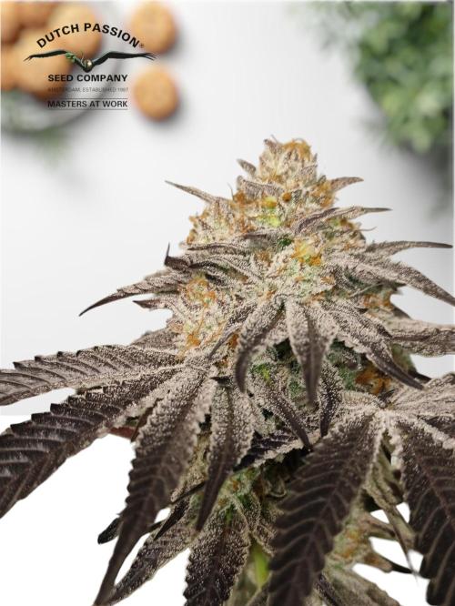 Frozen Biscotti. Week 13