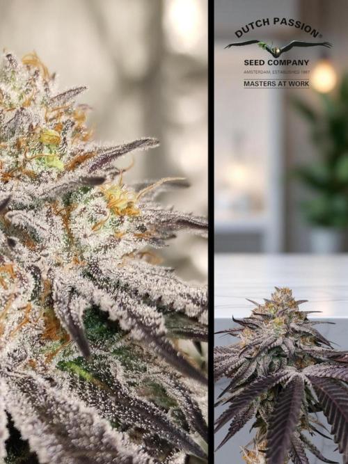 Frozen Biscotti. Week 13